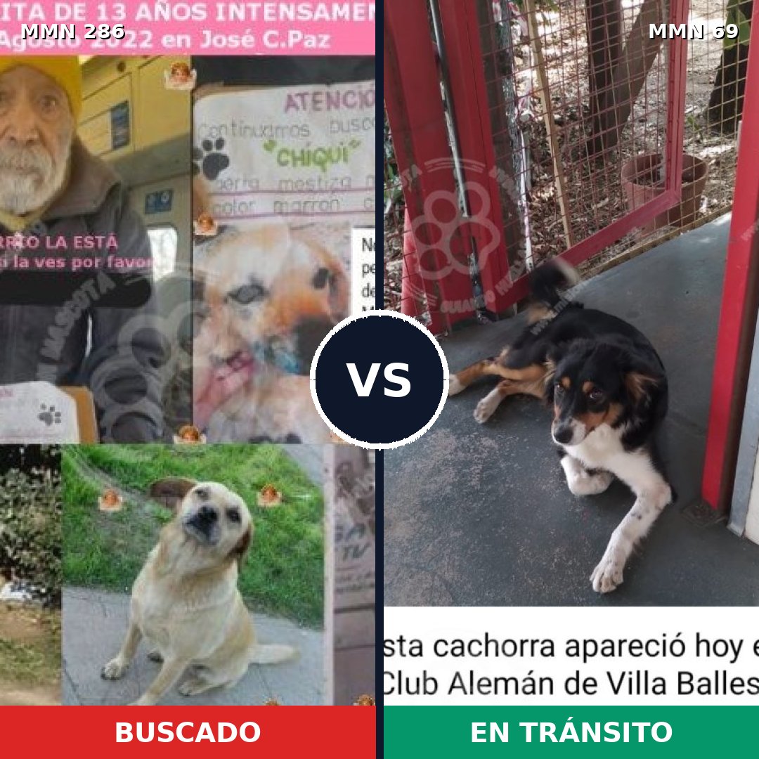 Comparativa MMS 5944: mascota perdida y mascota encontrada, 47% de similitud