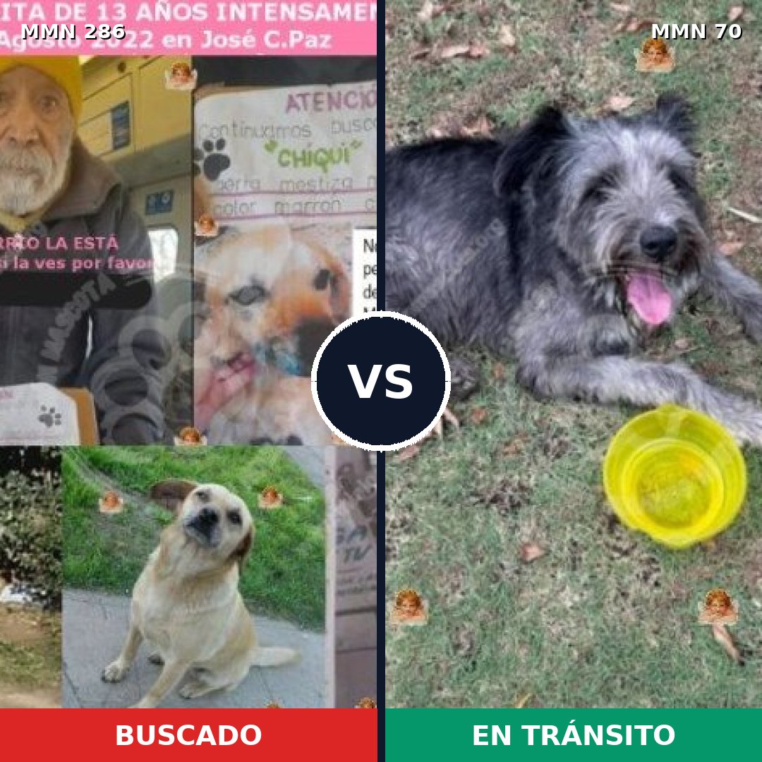 Comparativa MMS 5945: mascota perdida y mascota encontrada, 47% de similitud