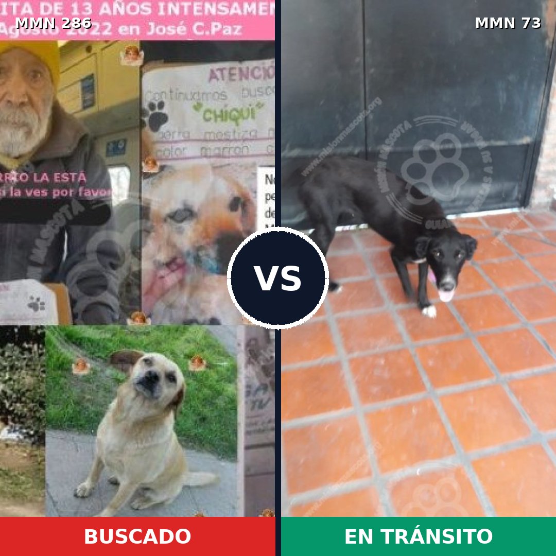 Comparativa MMS 5946: mascota perdida y mascota encontrada, 51% de similitud