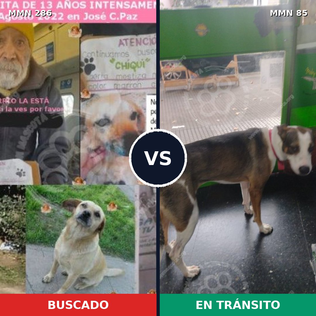 Comparativa MMS 5947: mascota perdida y mascota encontrada, 10% de similitud