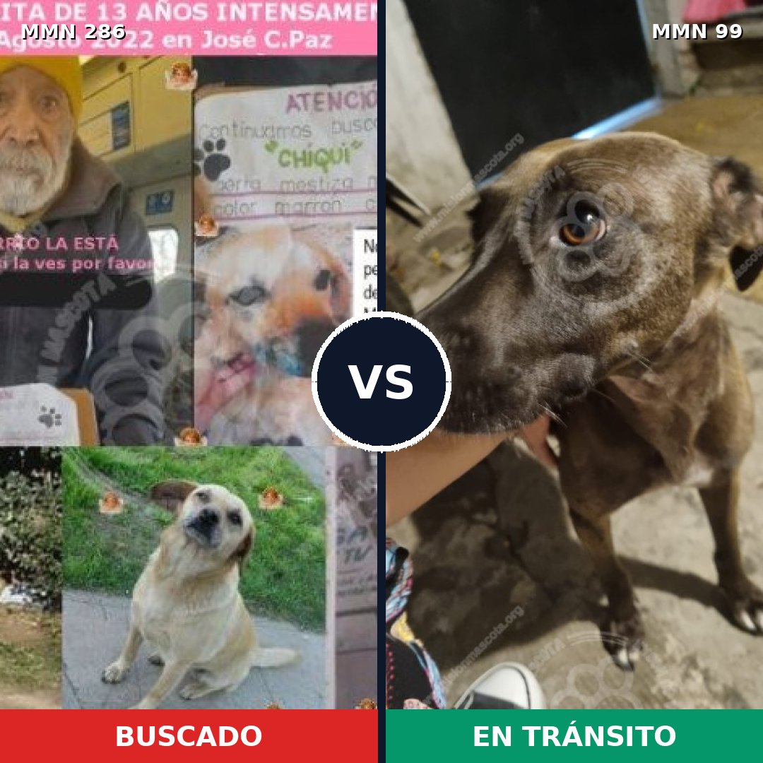 Comparativa MMS 5948: mascota perdida y mascota encontrada, 10% de similitud