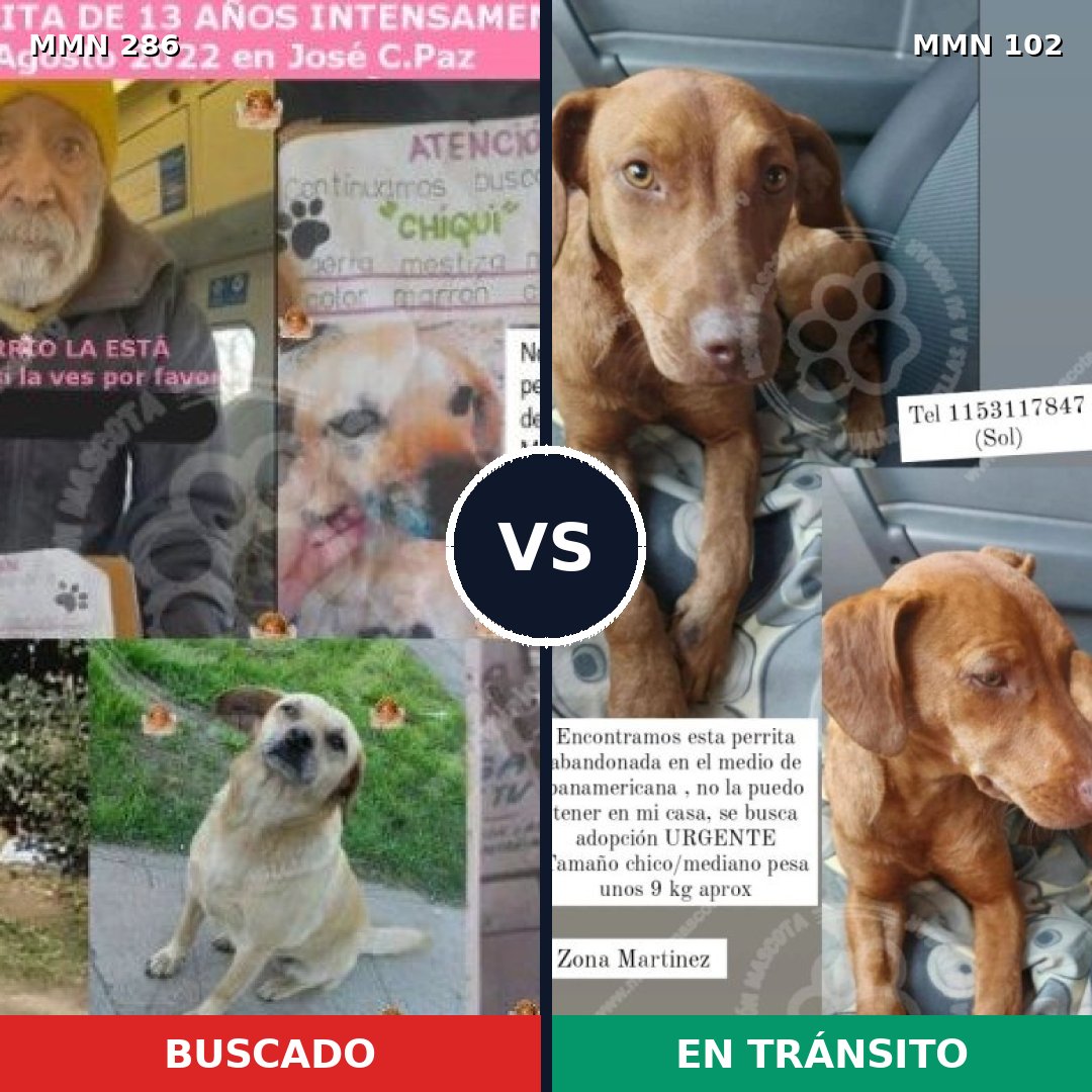 Comparativa MMS 5949: mascota perdida y mascota encontrada, 46% de similitud