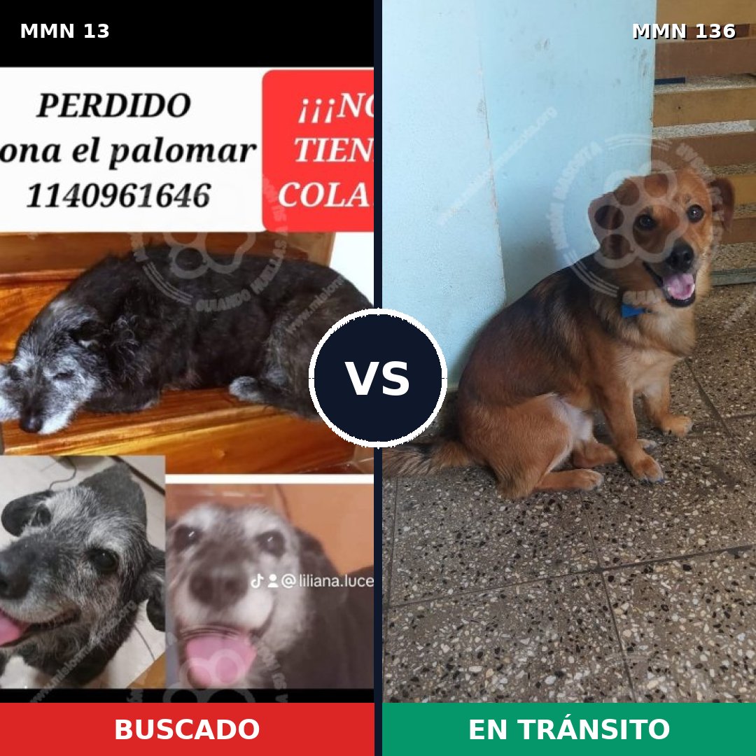 Comparativa MMS 595: mascota perdida y mascota encontrada, 73% de similitud