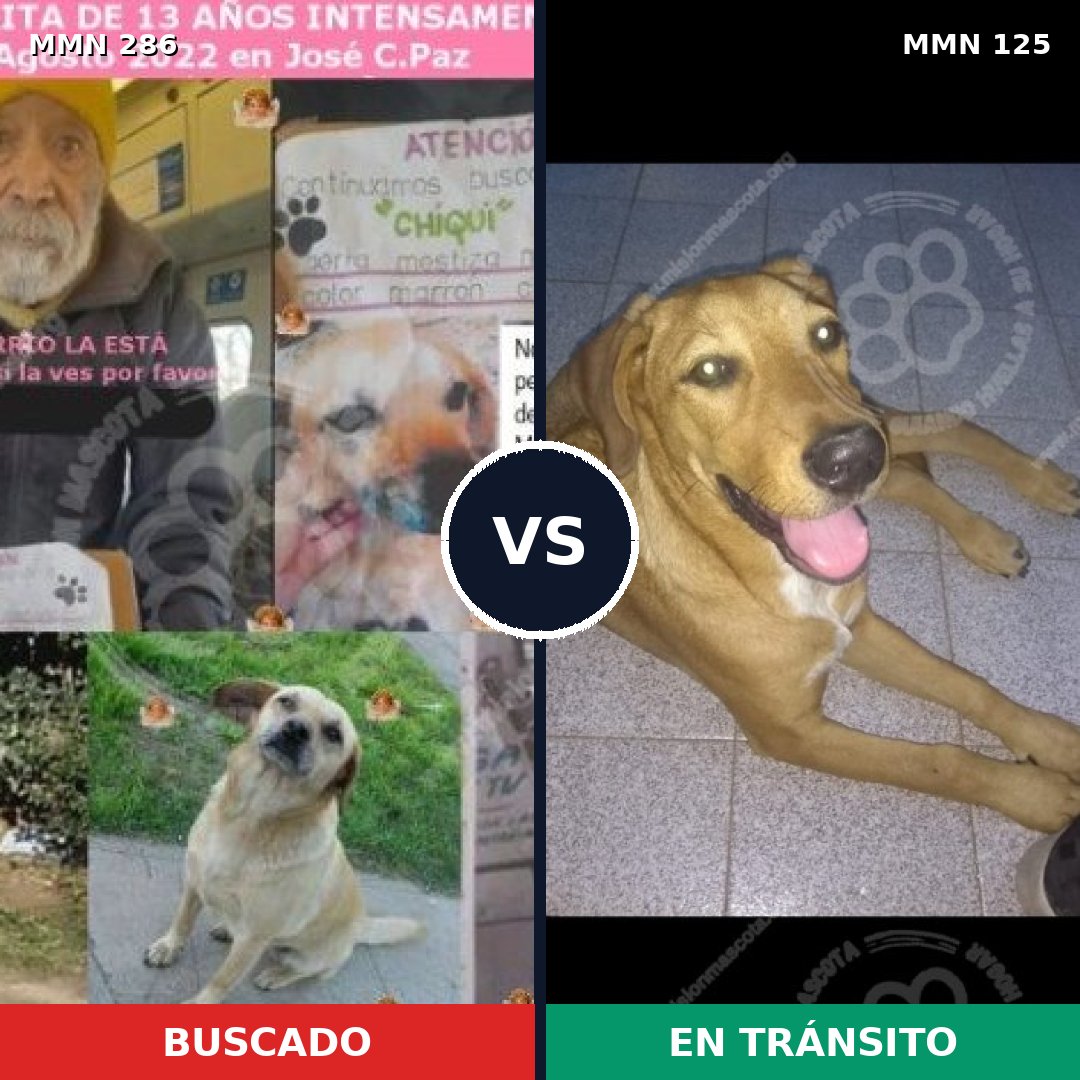 Comparativa MMS 5950: mascota perdida y mascota encontrada, 69% de similitud
