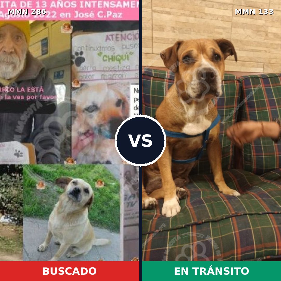 Comparativa MMS 5951: mascota perdida y mascota encontrada, 73% de similitud