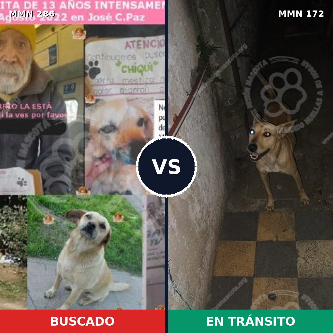 Comparativa MMS 5952: mascota perdida y mascota encontrada, 66% de similitud