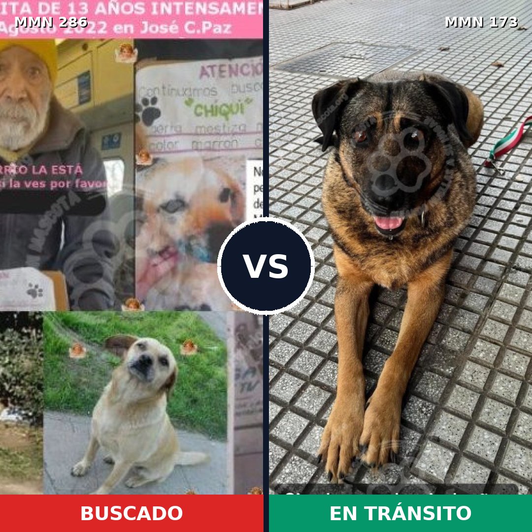 Comparativa MMS 5953: mascota perdida y mascota encontrada, 6% de similitud