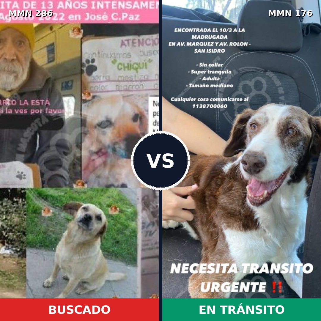 Comparativa MMS 5954: mascota perdida y mascota encontrada, 47% de similitud