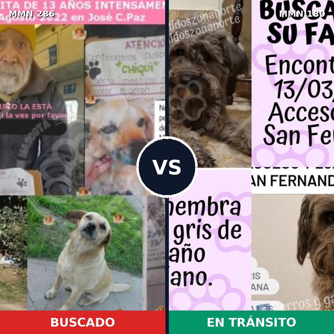 Comparativa MMS 5955: mascota perdida y mascota encontrada, 47% de similitud