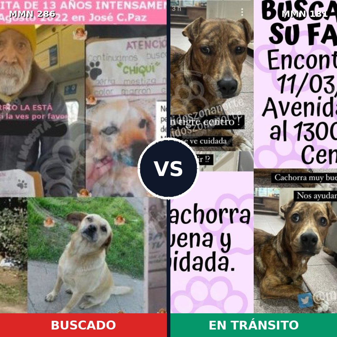 Comparativa MMS 5956: mascota perdida y mascota encontrada, 51% de similitud