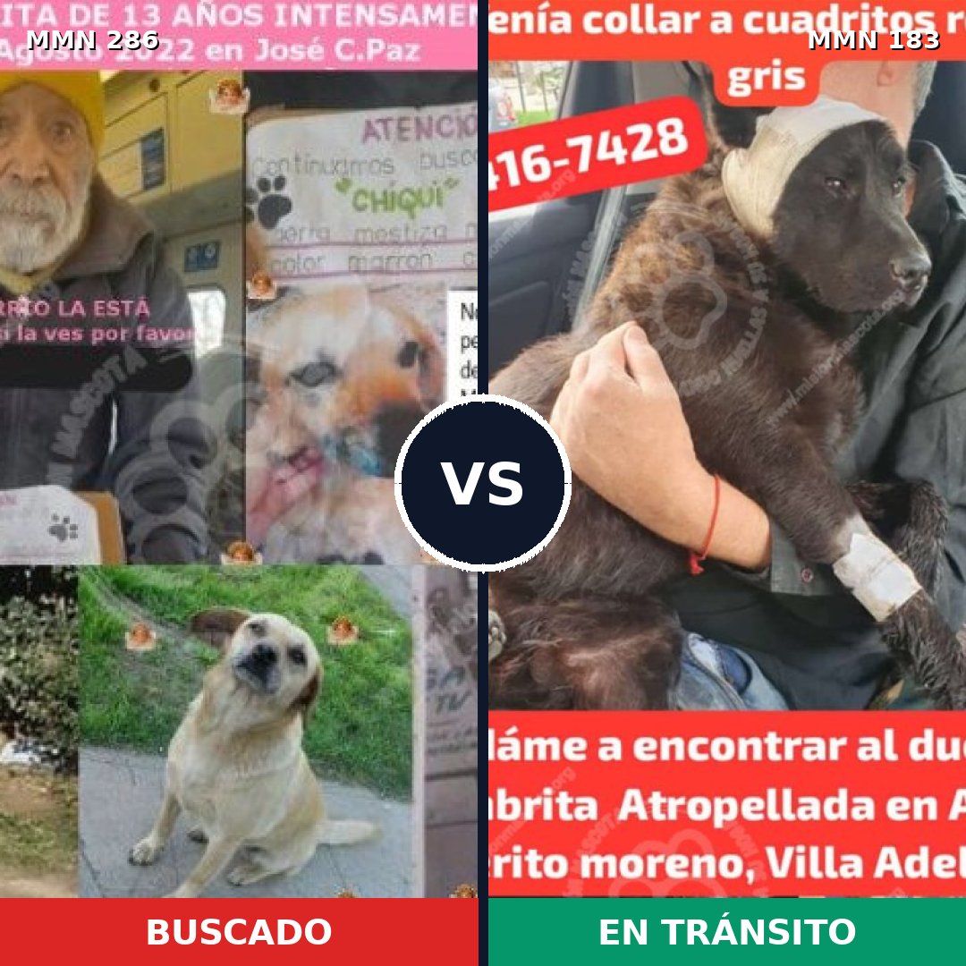 Comparativa MMS 5957: mascota perdida y mascota encontrada, 6% de similitud