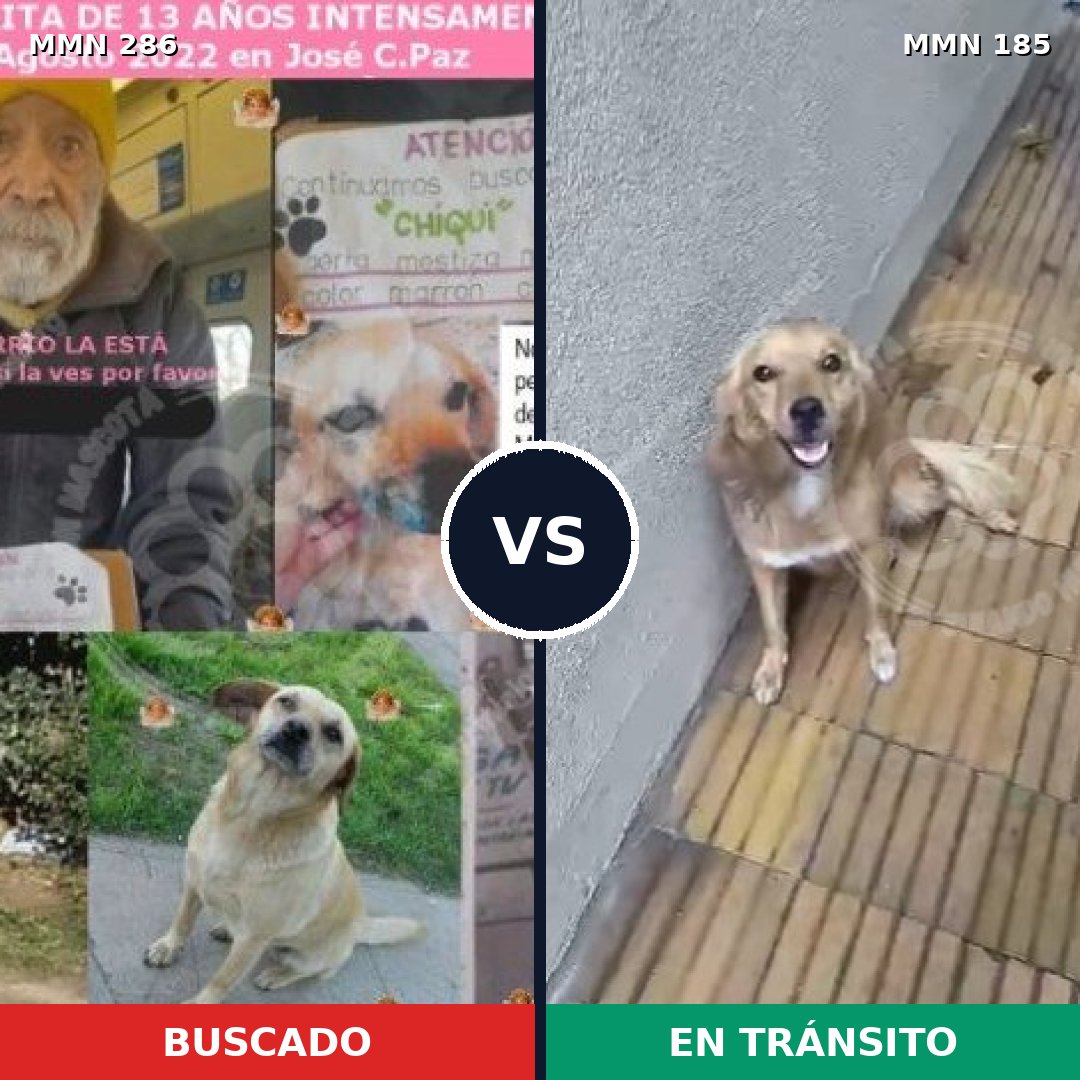 Comparativa MMS 5958: mascota perdida y mascota encontrada, 69% de similitud