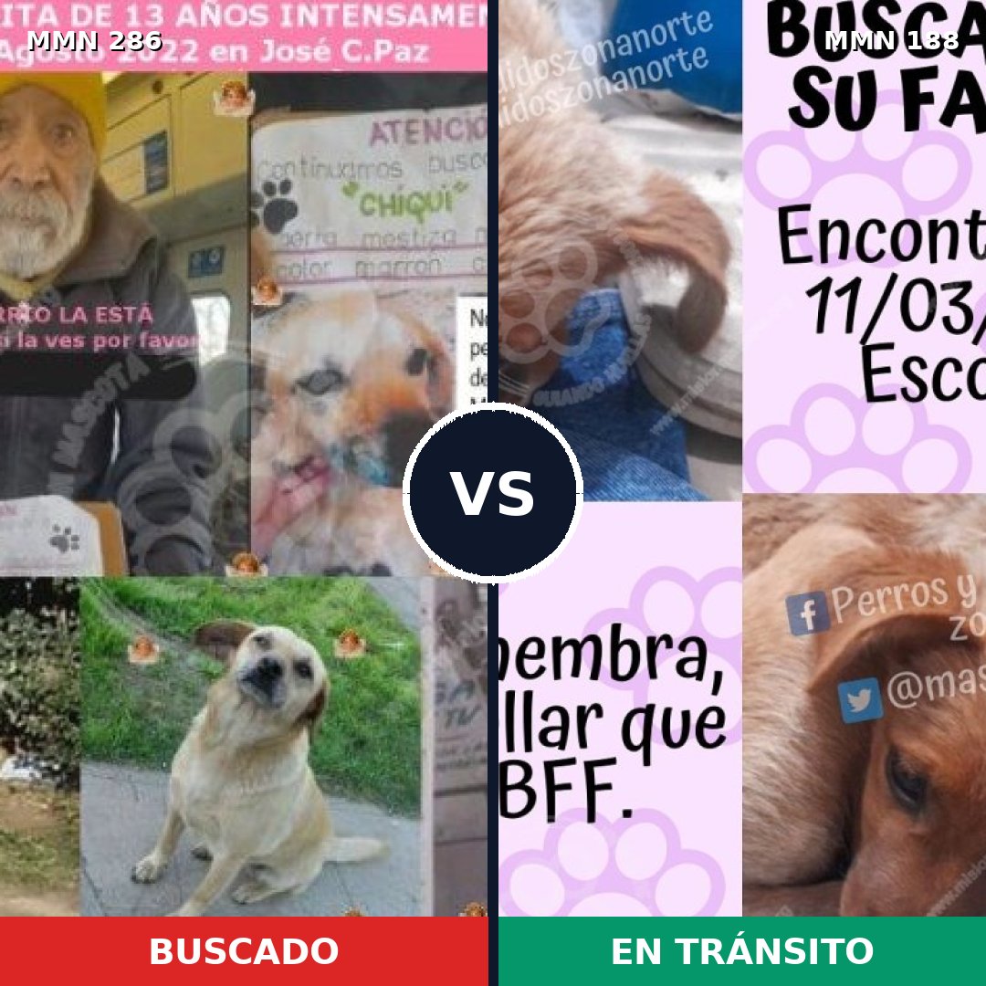 Comparativa MMS 5959: mascota perdida y mascota encontrada, 33% de similitud