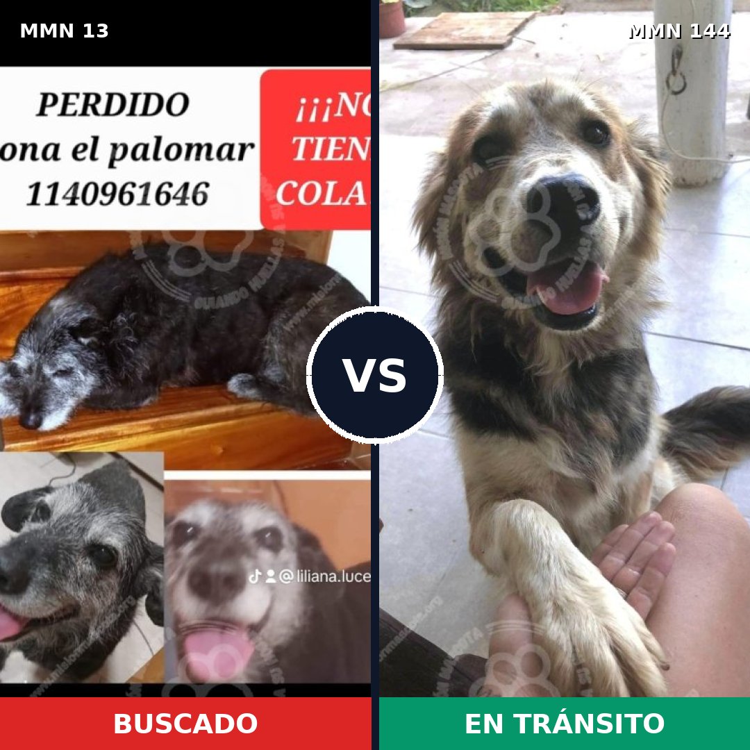 Comparativa MMS 596: mascota perdida y mascota encontrada, 80% de similitud