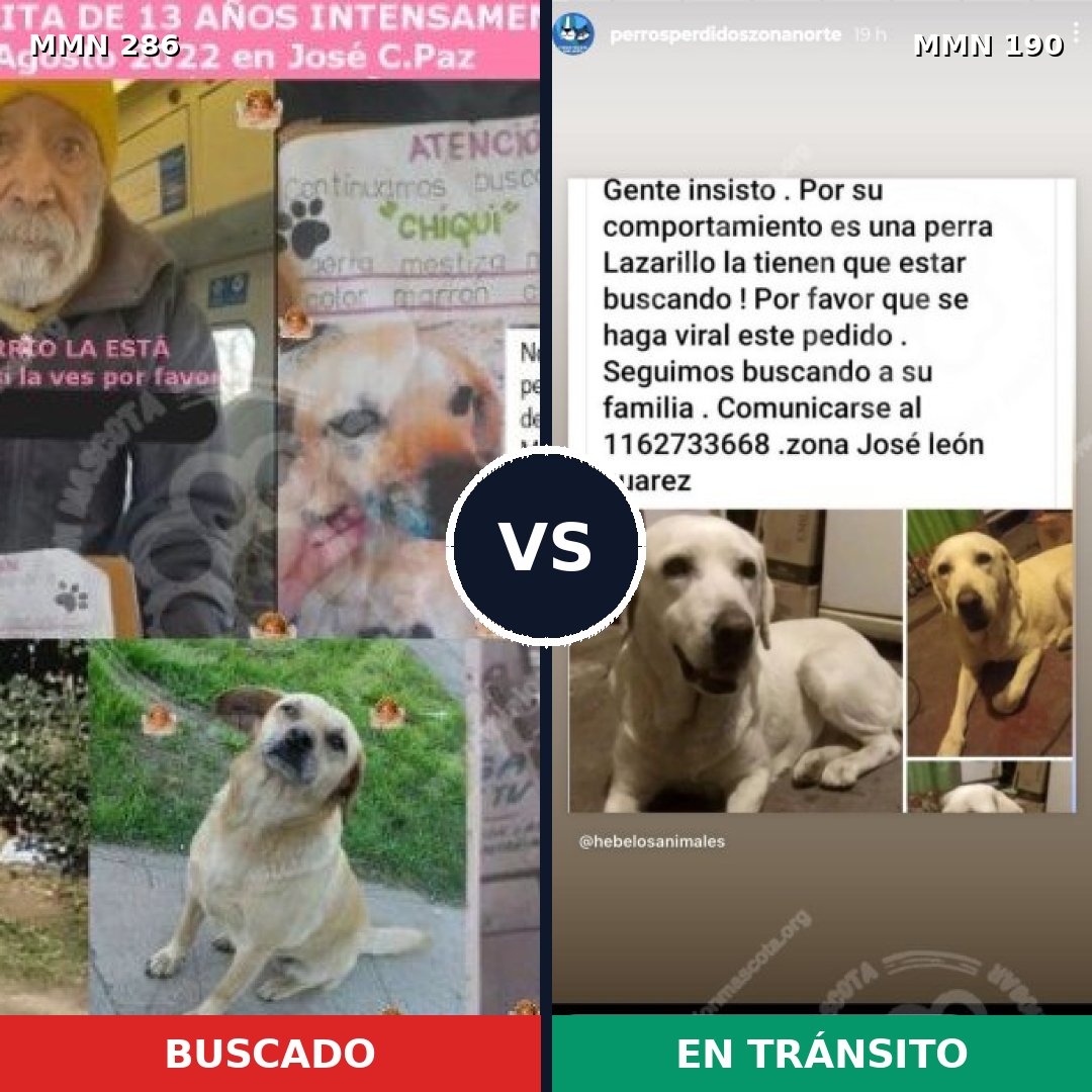 Comparativa MMS 5960: mascota perdida y mascota encontrada, 33% de similitud