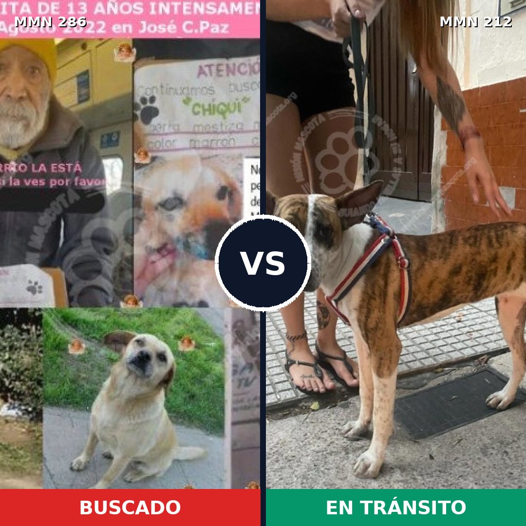 Comparativa MMS 5961: mascota perdida y mascota encontrada, 51% de similitud