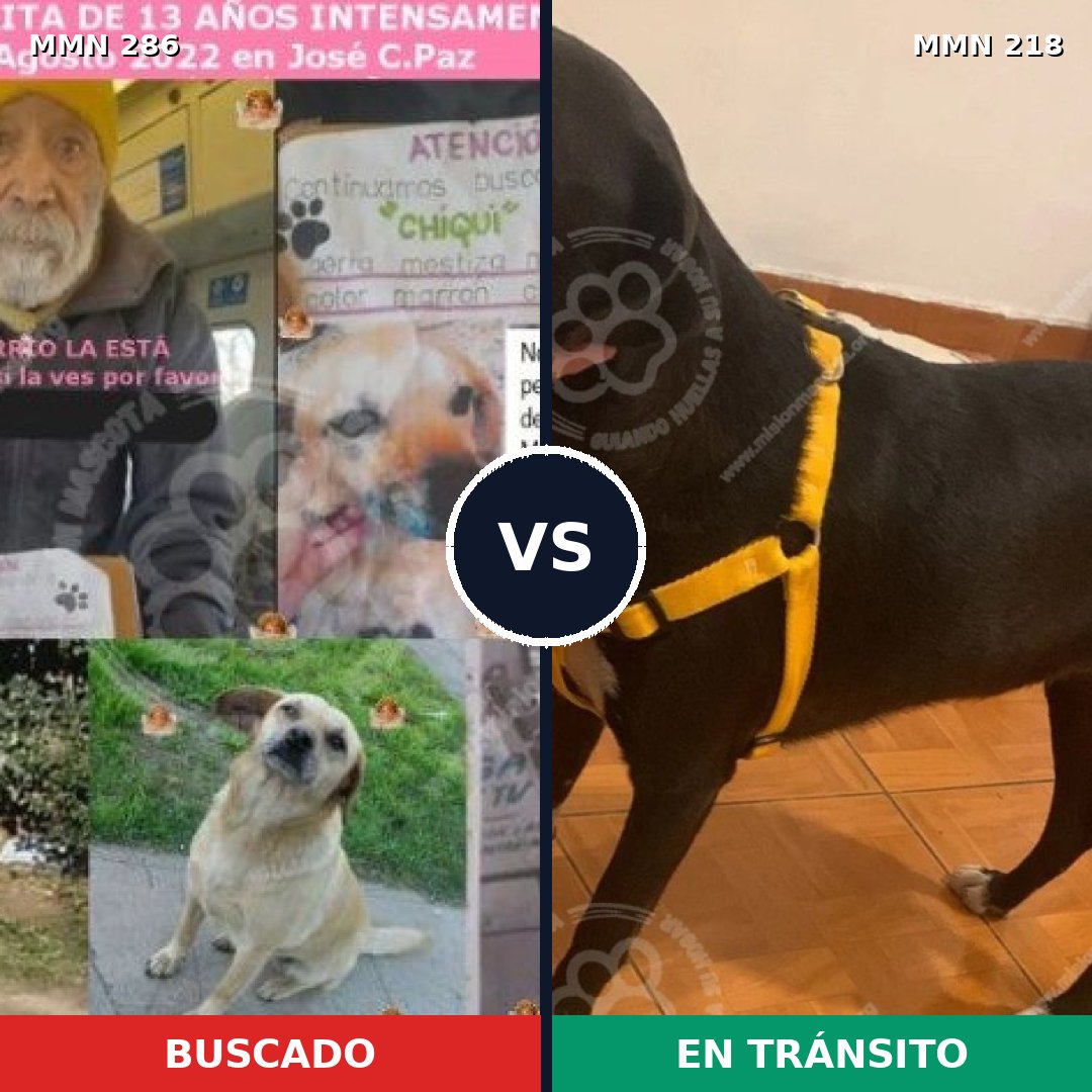 Comparativa MMS 5962: mascota perdida y mascota encontrada, 51% de similitud
