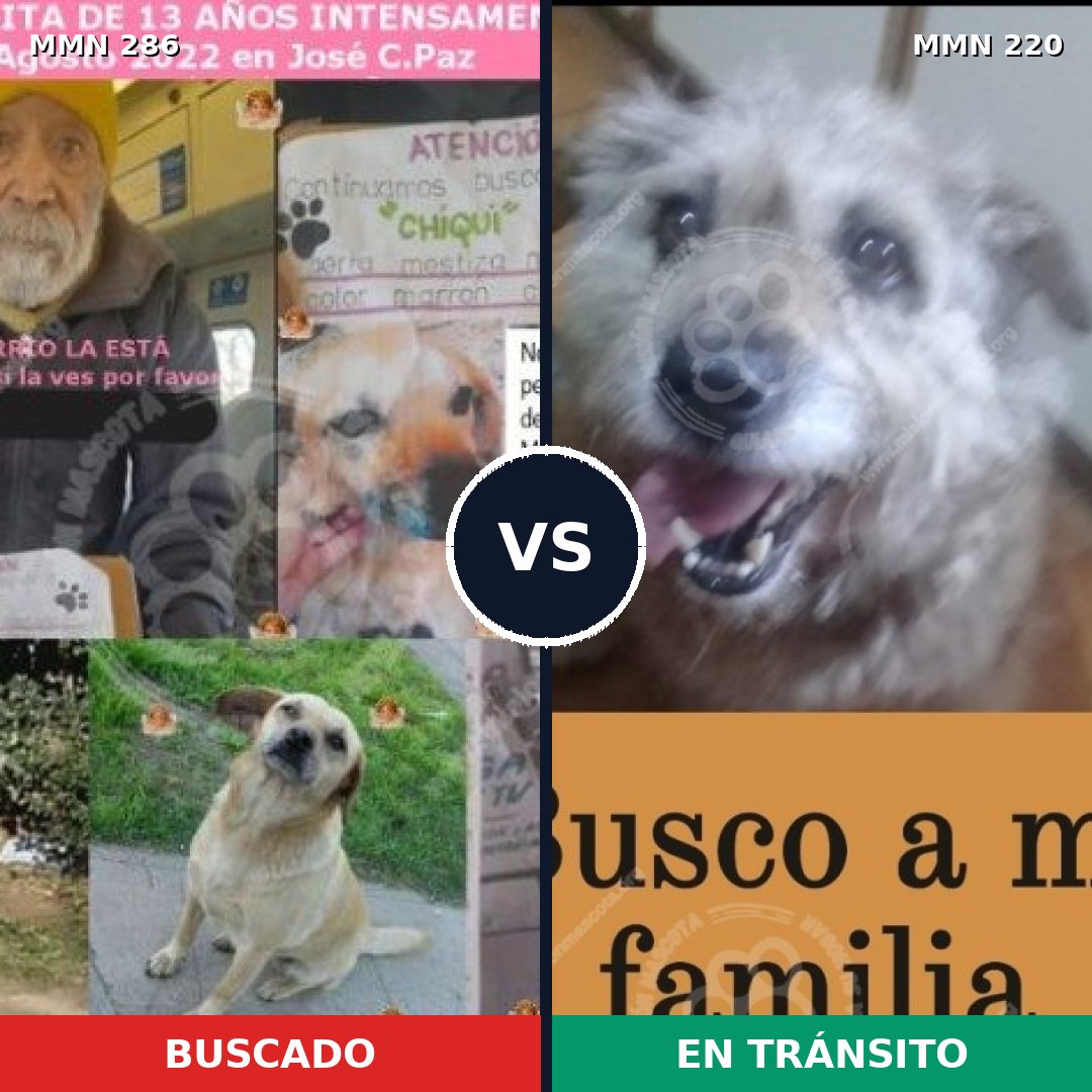 Comparativa MMS 5963: mascota perdida y mascota encontrada, 72% de similitud