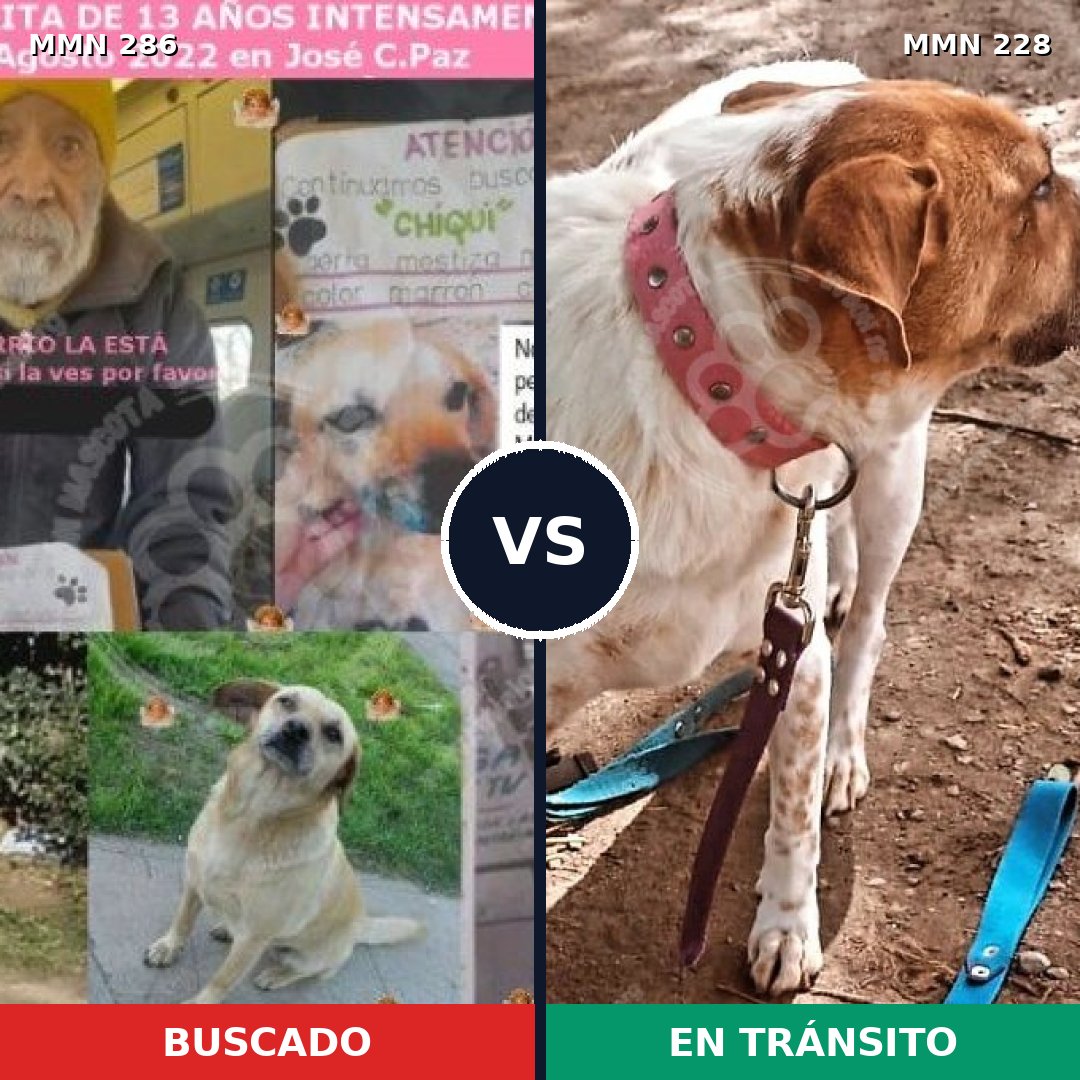 Comparativa MMS 5964: mascota perdida y mascota encontrada, 6% de similitud