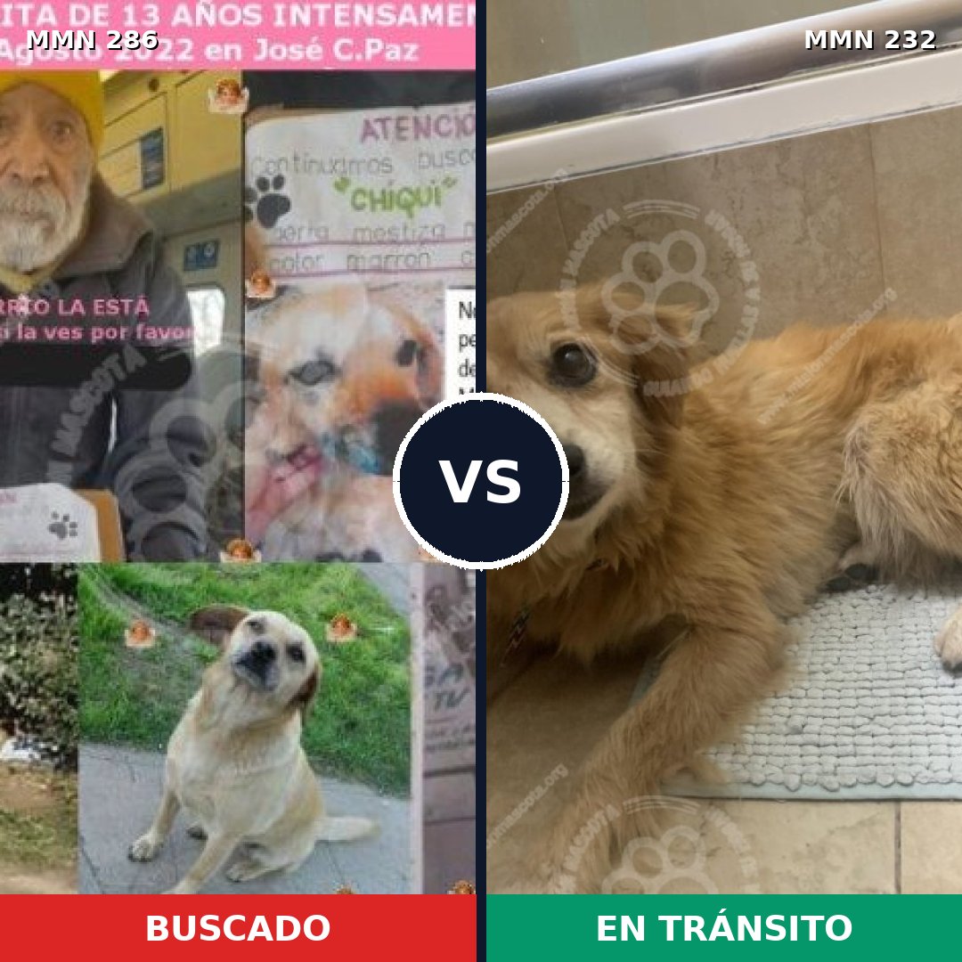 Comparativa MMS 5965: mascota perdida y mascota encontrada, 33% de similitud