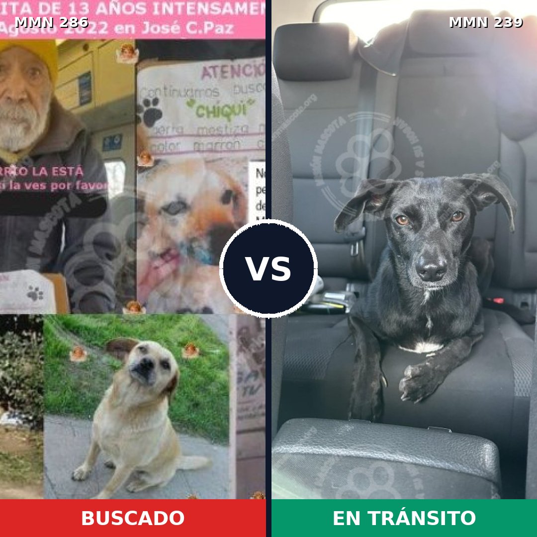 Comparativa MMS 5966: mascota perdida y mascota encontrada, 46% de similitud