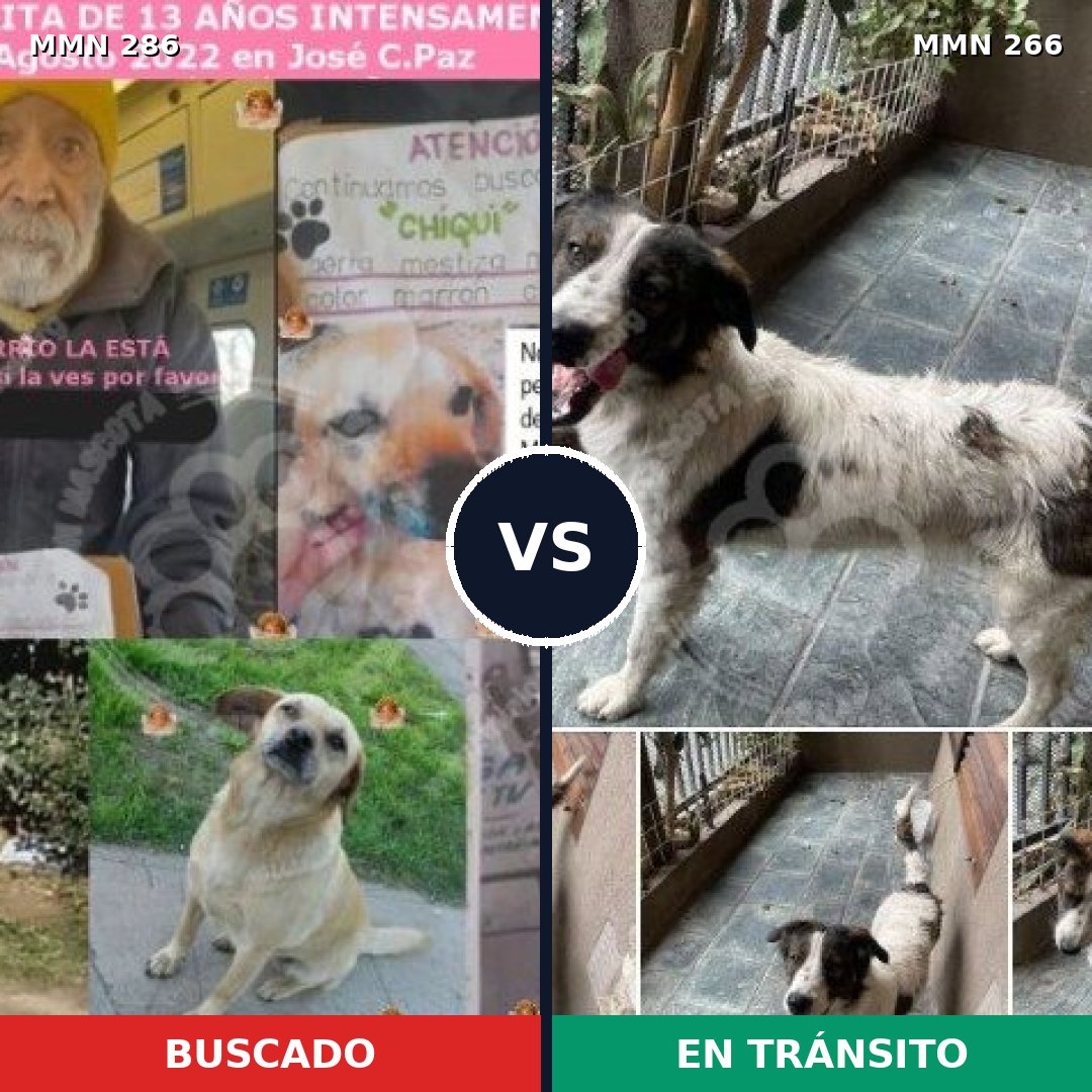 Comparativa MMS 5967: mascota perdida y mascota encontrada, 47% de similitud