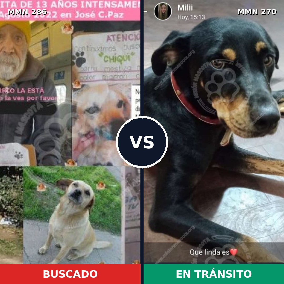 Comparativa MMS 5968: mascota perdida y mascota encontrada, 73% de similitud