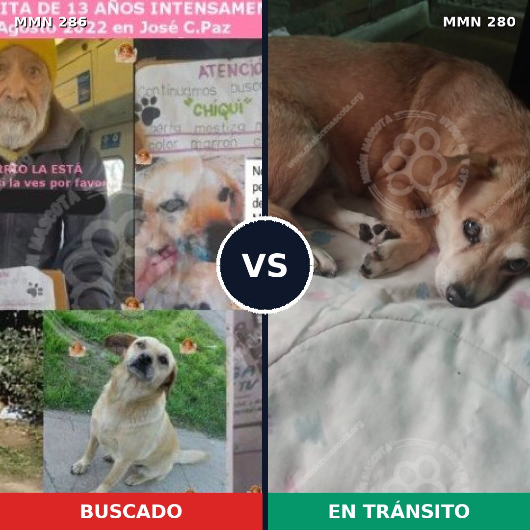 Comparativa MMS 5969: mascota perdida y mascota encontrada, 10% de similitud