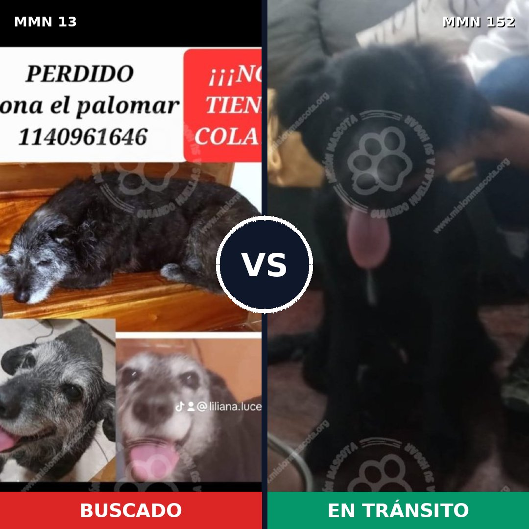 Comparativa MMS 597: mascota perdida y mascota encontrada, 90% de similitud