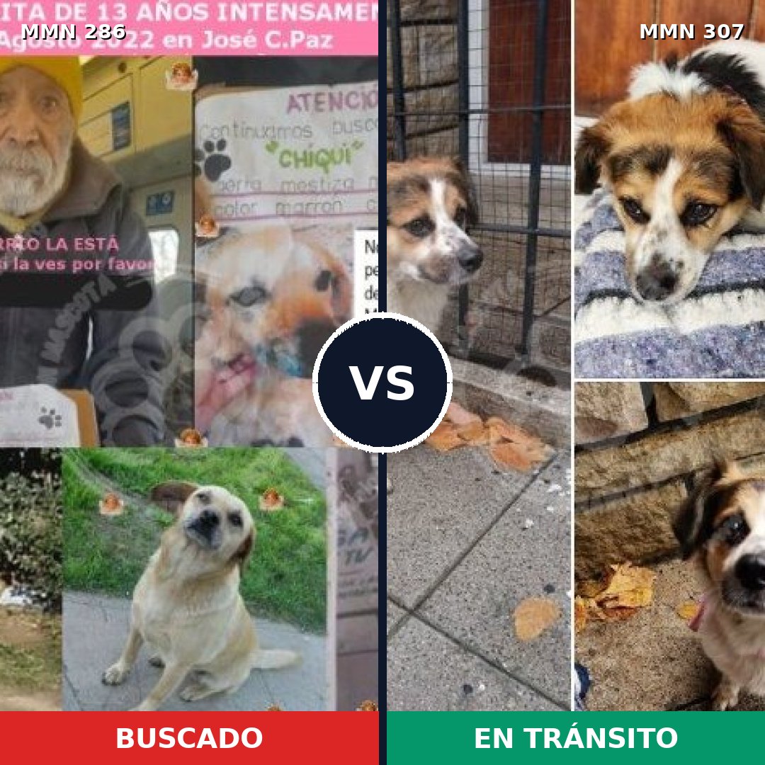 Comparativa MMS 5970: mascota perdida y mascota encontrada, 47% de similitud