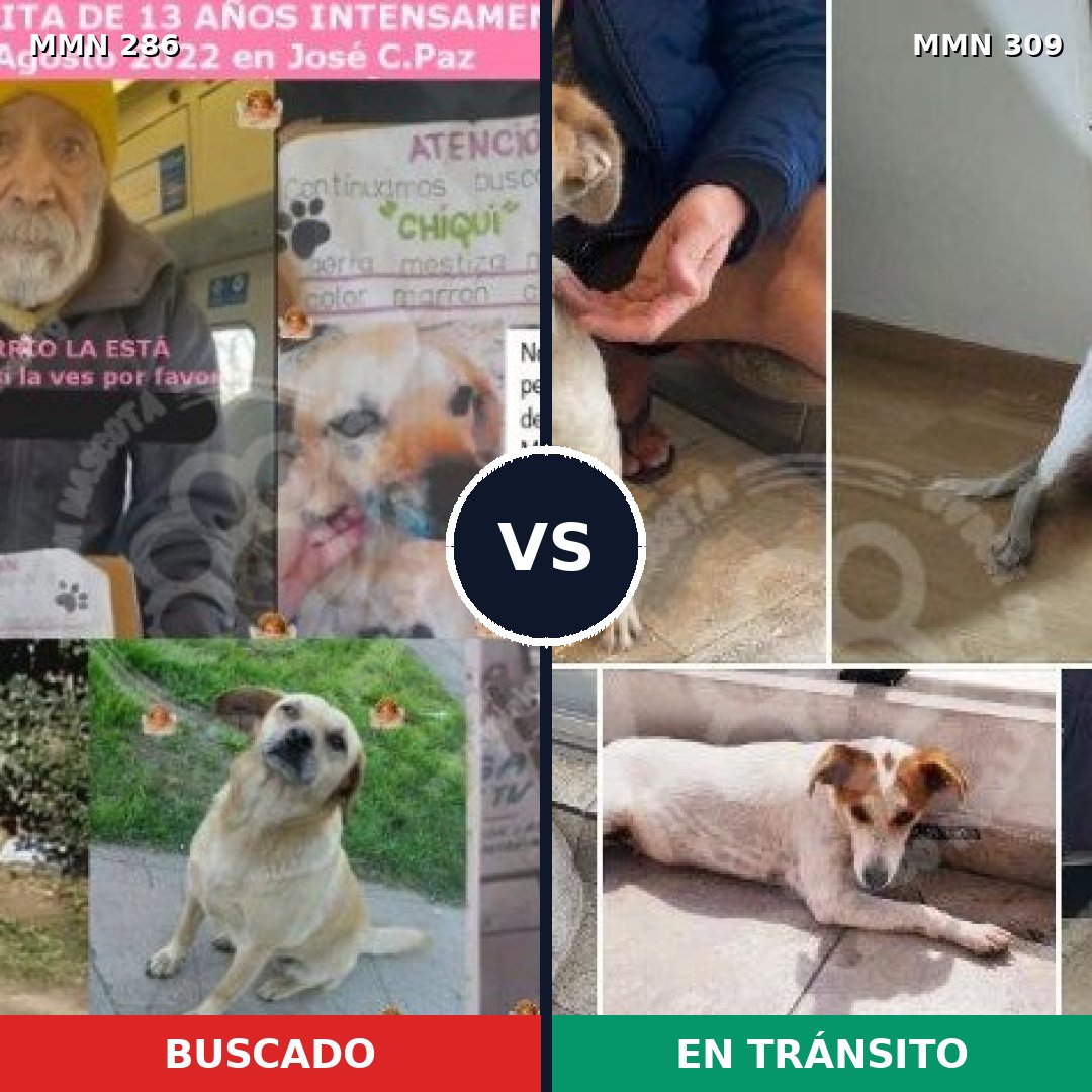 Comparativa MMS 5971: mascota perdida y mascota encontrada, 47% de similitud