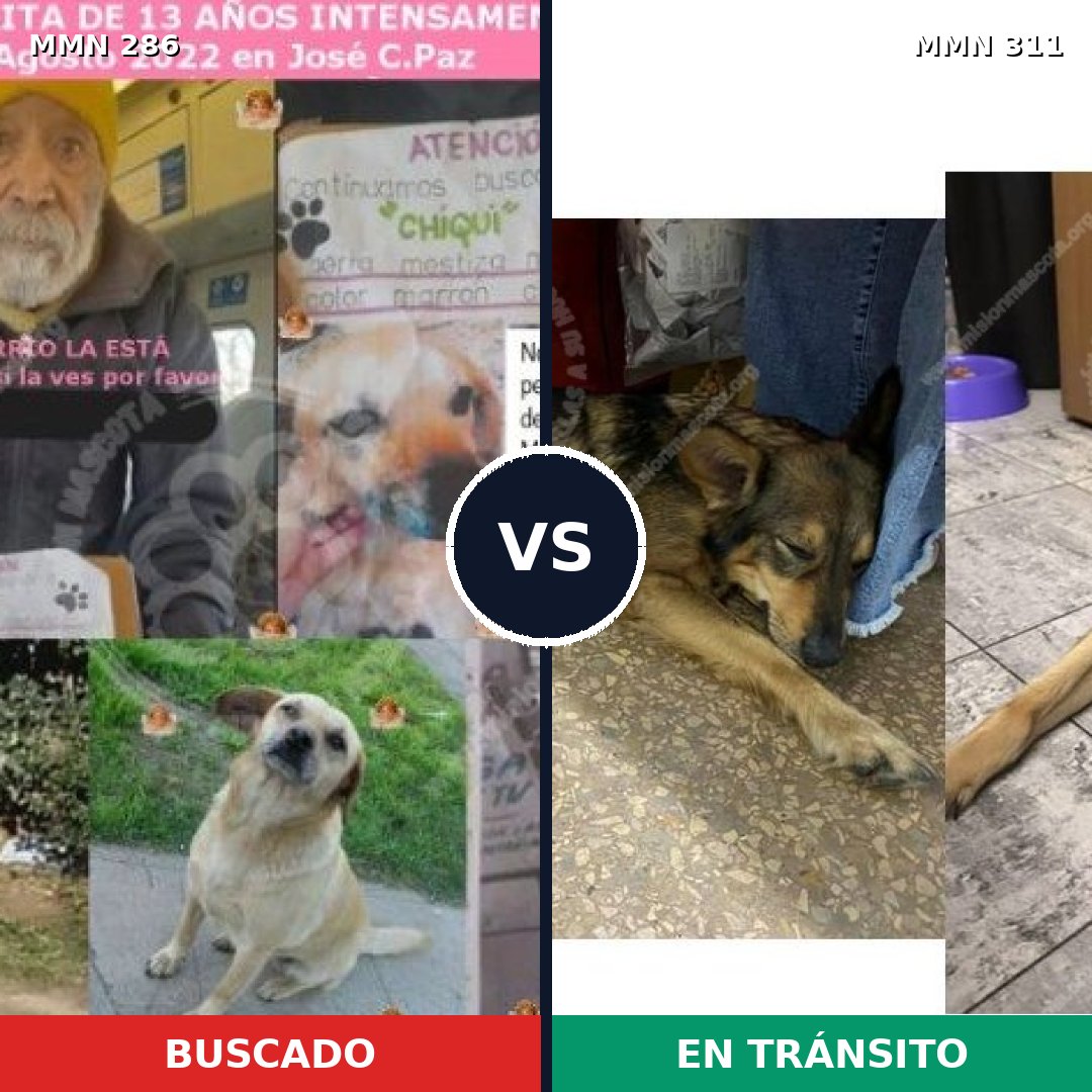 Comparativa MMS 5972: mascota perdida y mascota encontrada, 47% de similitud