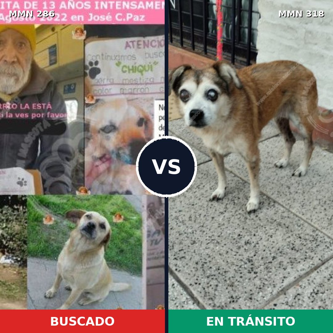 Comparativa MMS 5973: mascota perdida y mascota encontrada, 8% de similitud