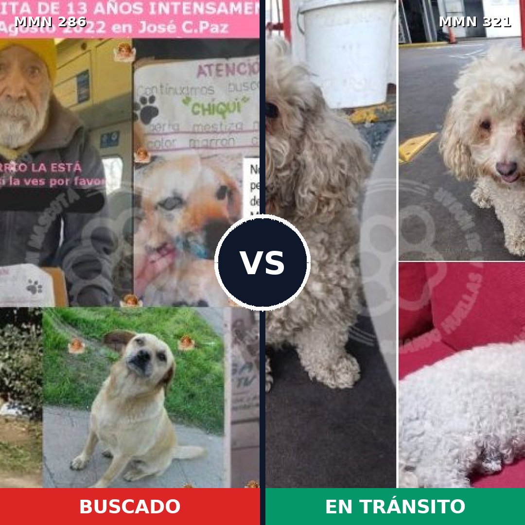 Comparativa MMS 5974: mascota perdida y mascota encontrada, 33% de similitud