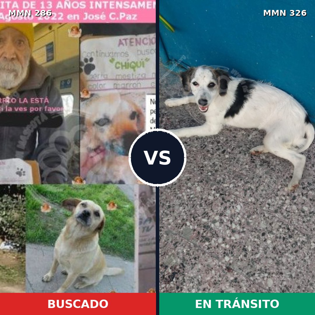 Comparativa MMS 5975: mascota perdida y mascota encontrada, 47% de similitud