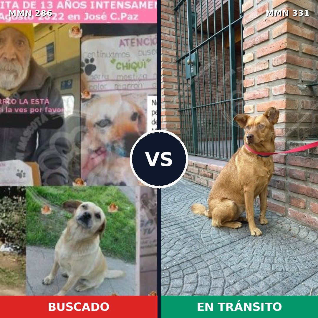 Comparativa MMS 5976: mascota perdida y mascota encontrada, 69% de similitud