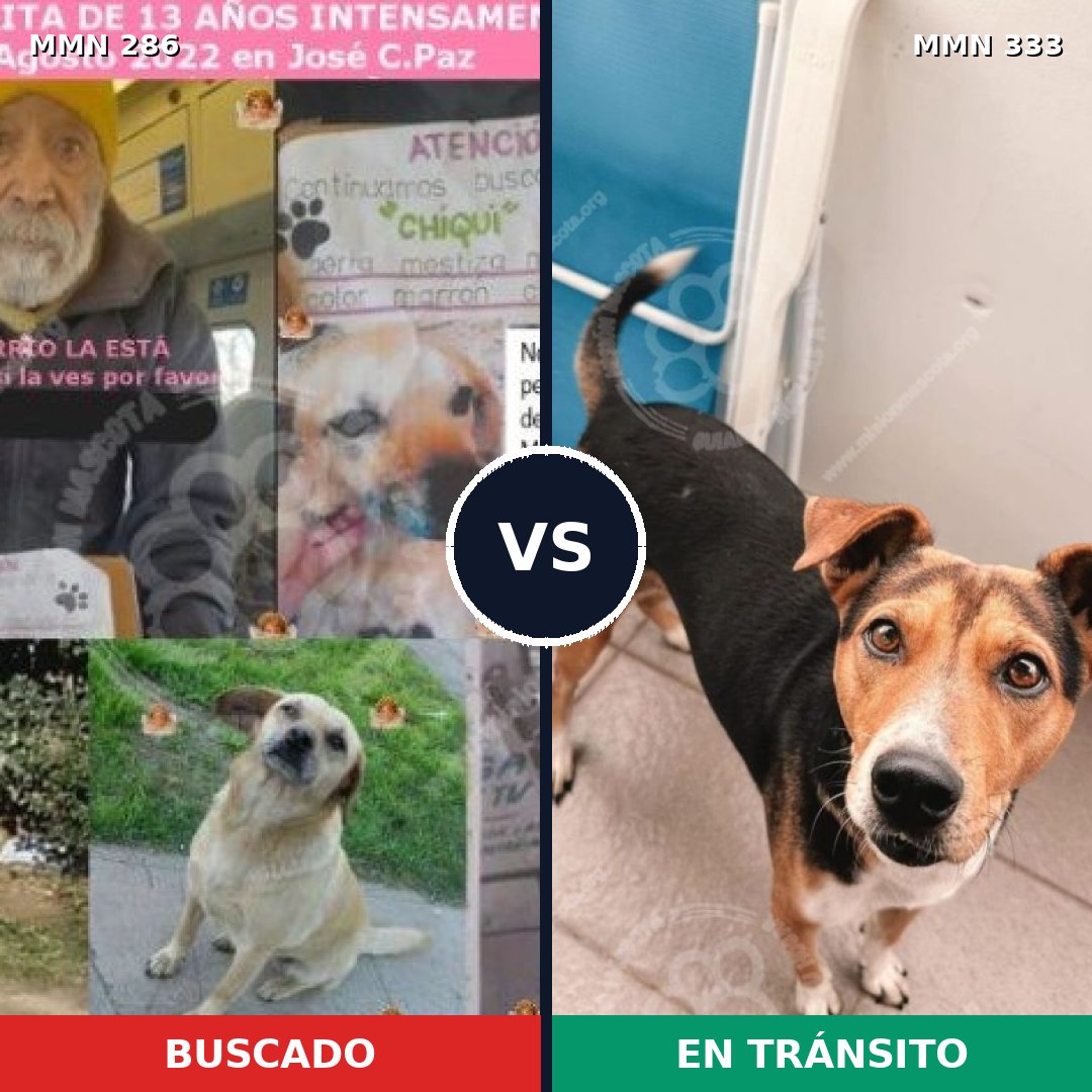 Comparativa MMS 5977: mascota perdida y mascota encontrada, 63% de similitud