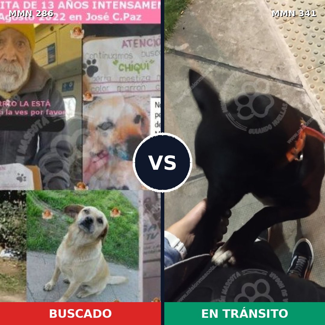 Comparativa MMS 5978: mascota perdida y mascota encontrada, 51% de similitud