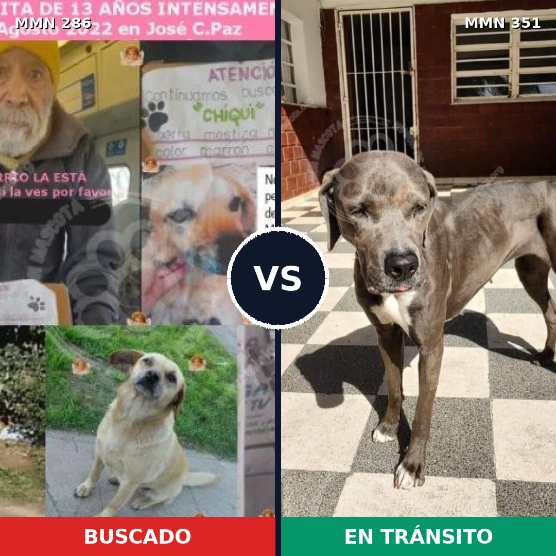 Comparativa MMS 5979: mascota perdida y mascota encontrada, 6% de similitud
