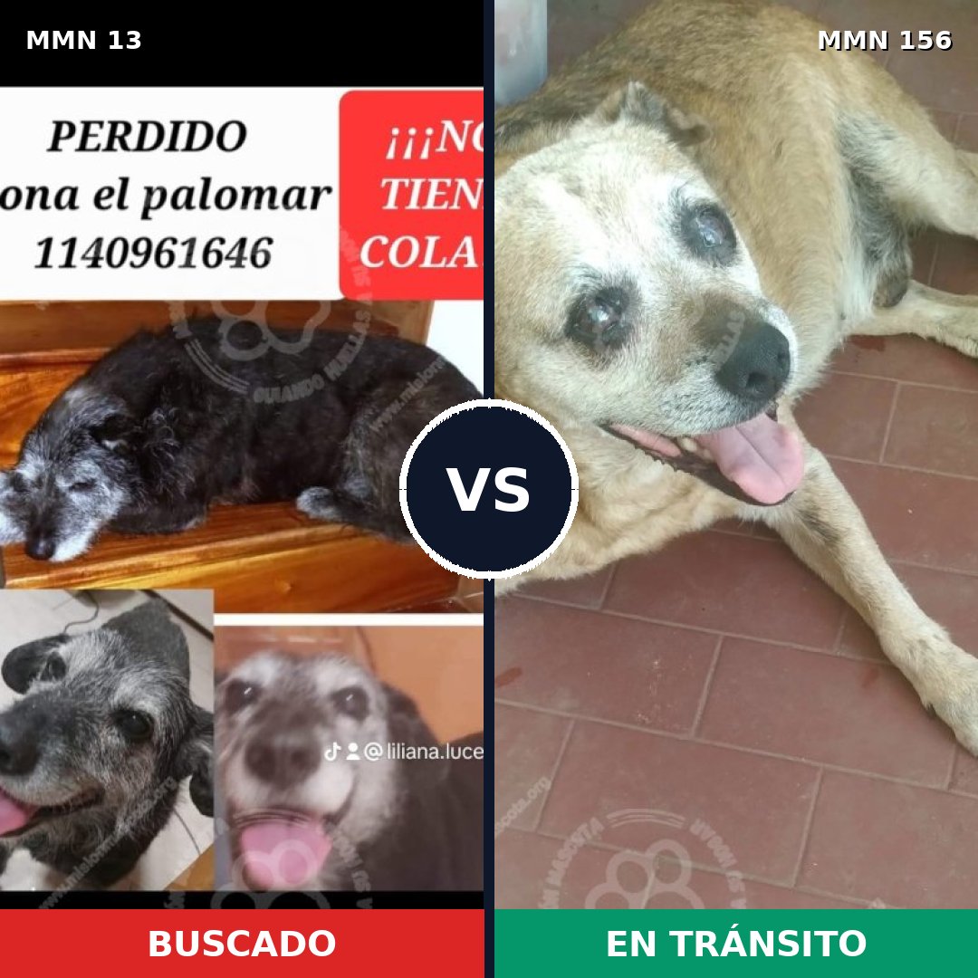 Comparativa MMS 598: mascota perdida y mascota encontrada, 79% de similitud