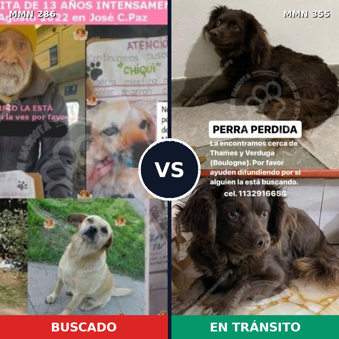 Comparativa MMS 5980: mascota perdida y mascota encontrada, 43% de similitud