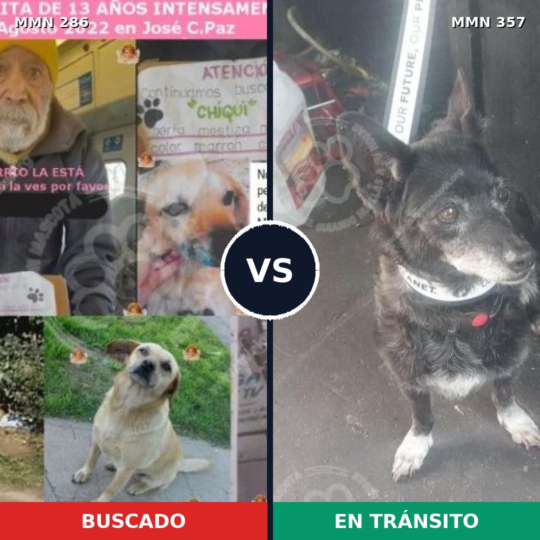 Comparativa MMS 5981: mascota perdida y mascota encontrada, 48% de similitud