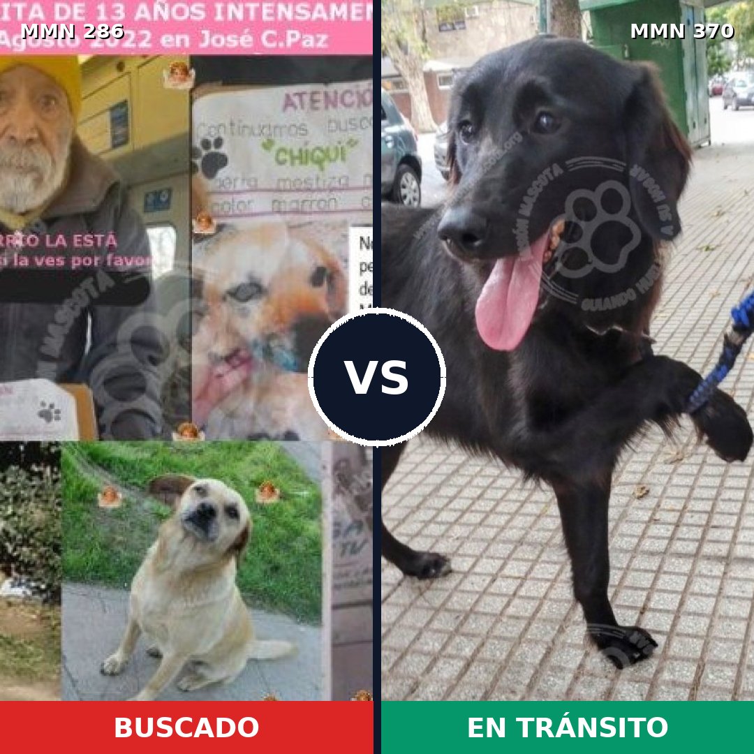 Comparativa MMS 5982: mascota perdida y mascota encontrada, 47% de similitud