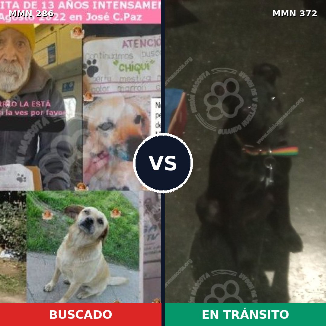 Comparativa MMS 5983: mascota perdida y mascota encontrada, 51% de similitud