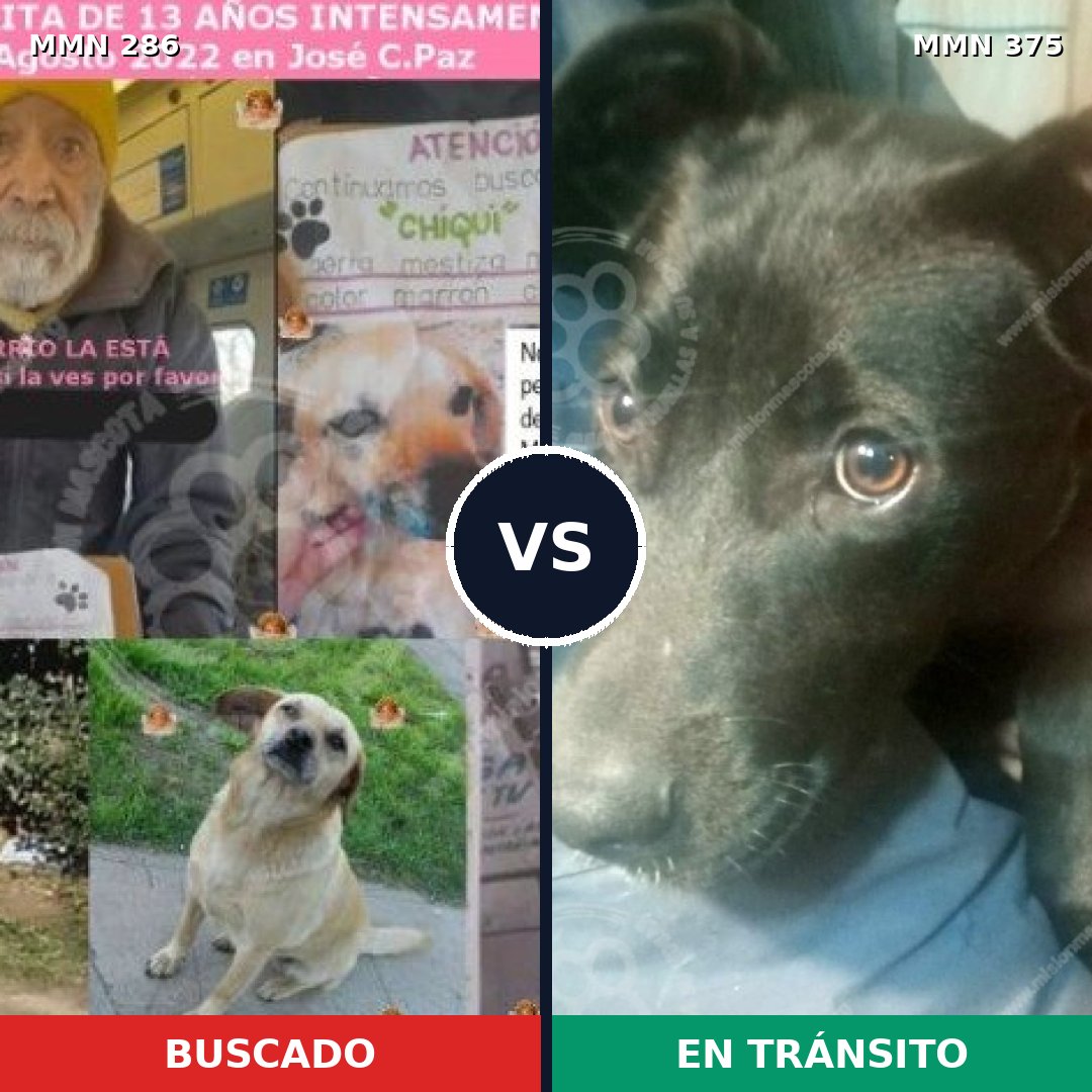 Comparativa MMS 5984: mascota perdida y mascota encontrada, 51% de similitud