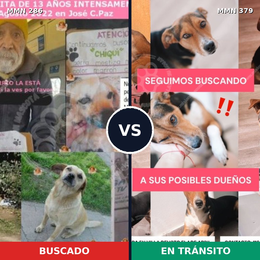 Comparativa MMS 5985: mascota perdida y mascota encontrada, 51% de similitud