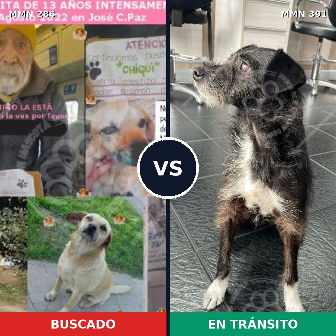 Comparativa MMS 5986: mascota perdida y mascota encontrada, 47% de similitud