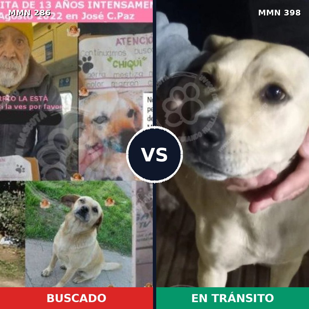 Comparativa MMS 5987: mascota perdida y mascota encontrada, 73% de similitud
