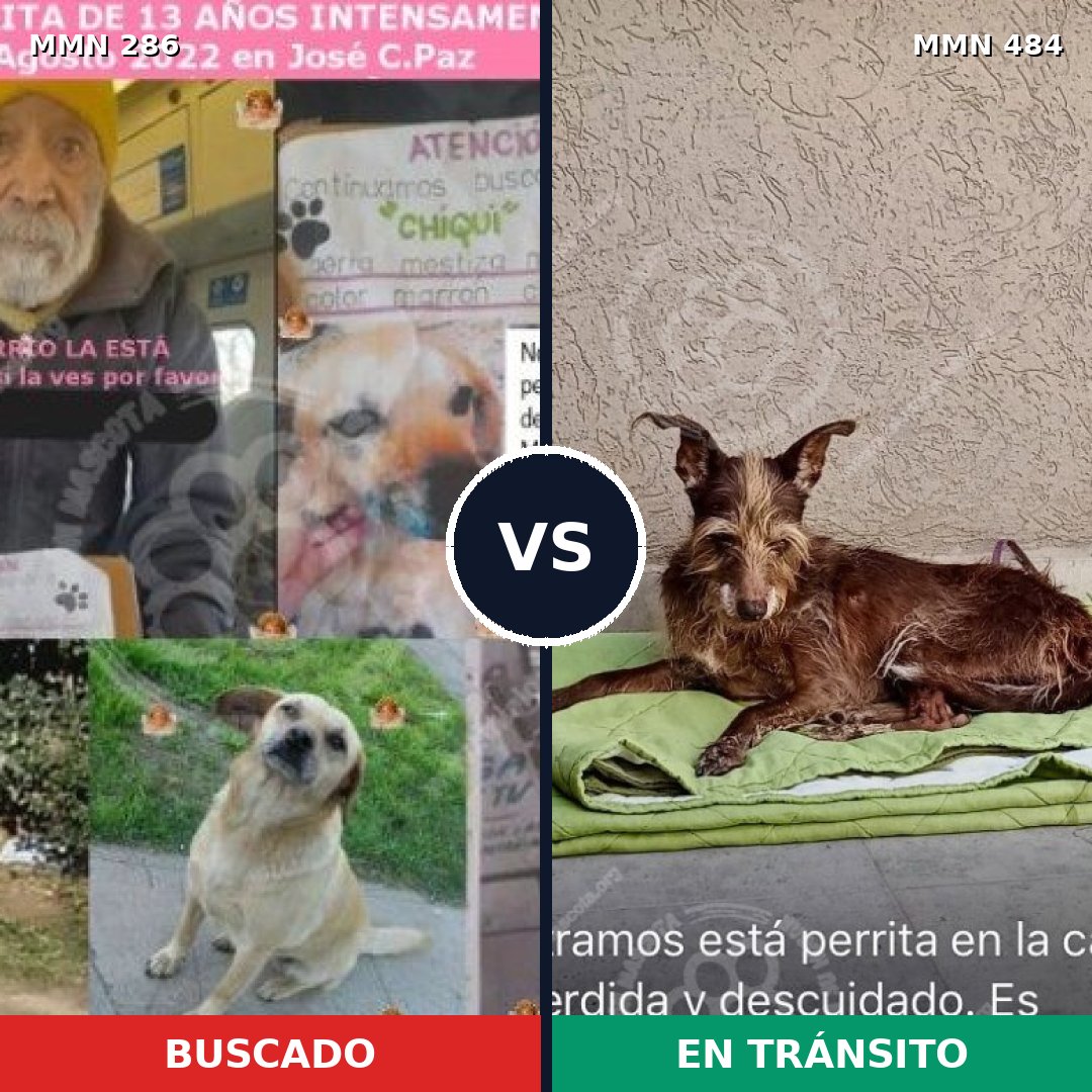 Comparativa MMS 5989: mascota perdida y mascota encontrada, 46% de similitud