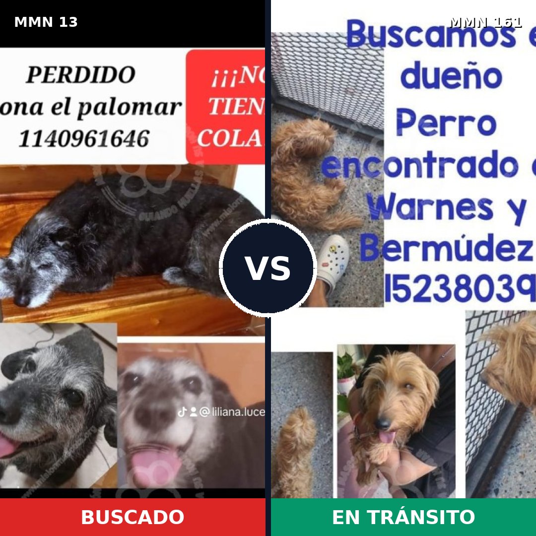 Comparativa MMS 599: mascota perdida y mascota encontrada, 75% de similitud